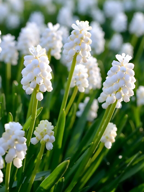 Muscari white magic aucheri