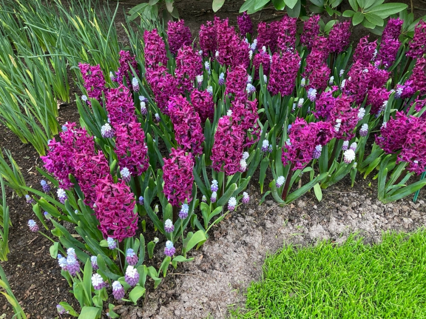 Muscari azureum blau