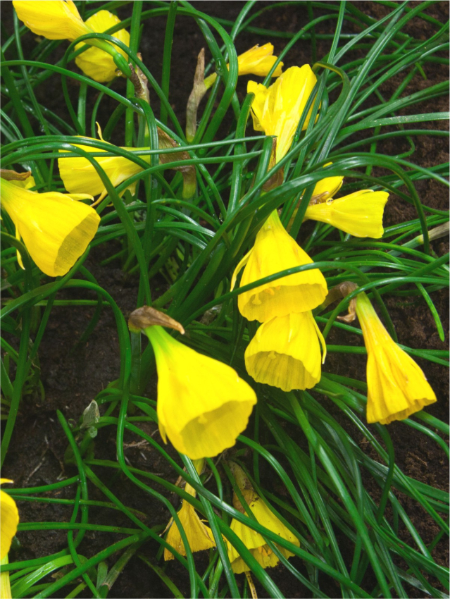 Diamond ring bulbocodium