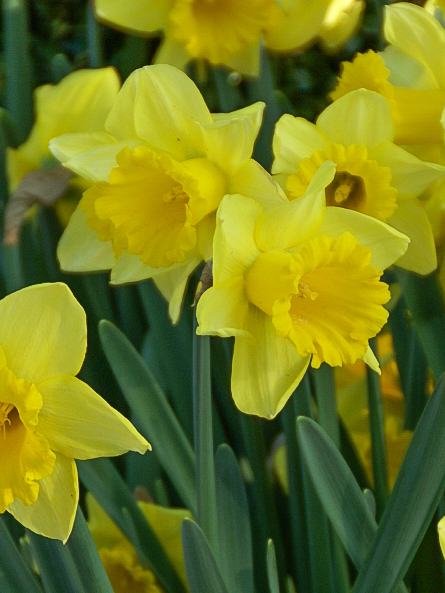 Rijnveld's early sensation