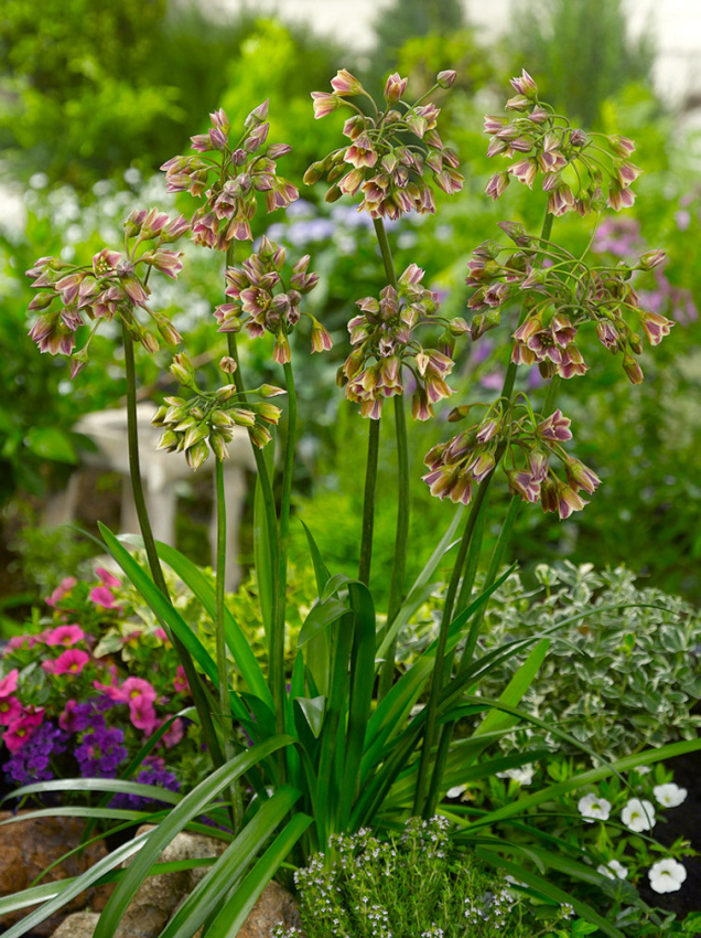 Nectaroscordum siculum (allium bulgaricum)