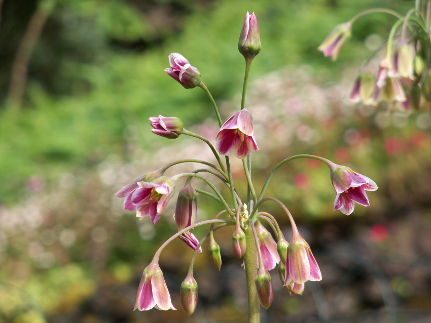Nectaroscordum siculum (allium bulgaricum)