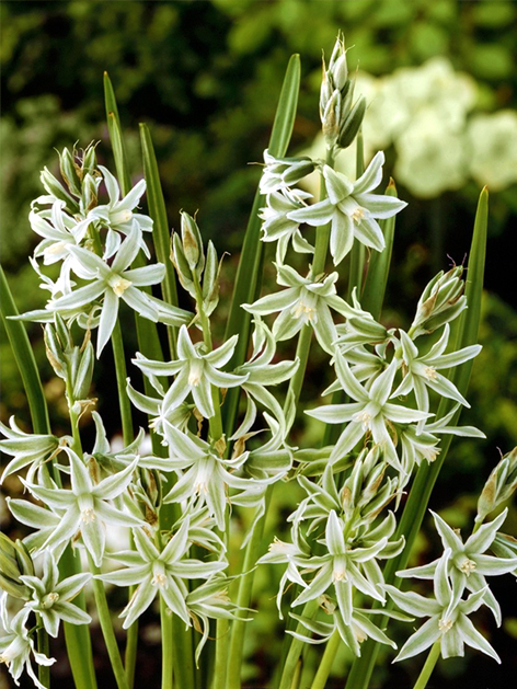 Ornithogalum nutans