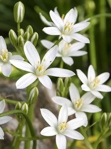 Ornithogalum umbellatum