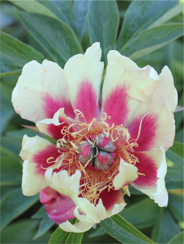 Paeonia court jester