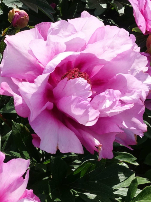 Paeonia first arrival