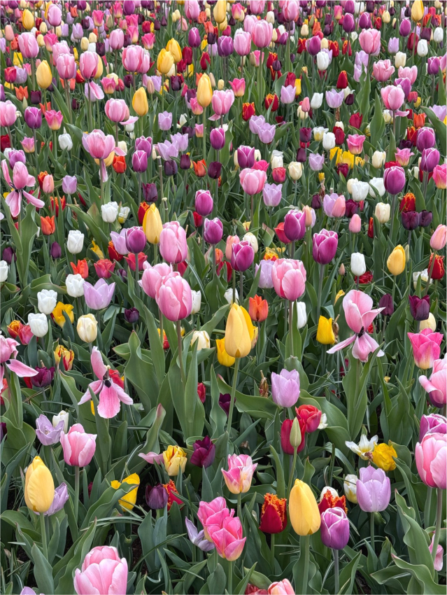 Picking garden mix deluxe