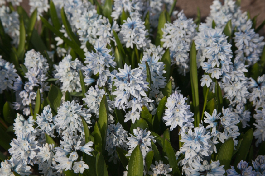 Puschkinia scilloides var. libanotica