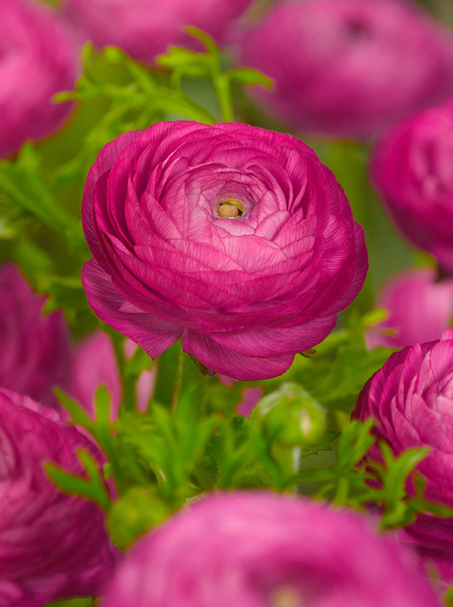 Ranunculus purple tomer for pot