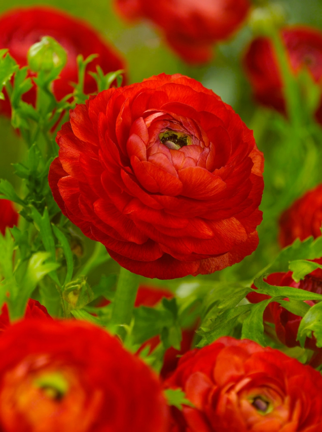 Ranunculus red tomer for pot