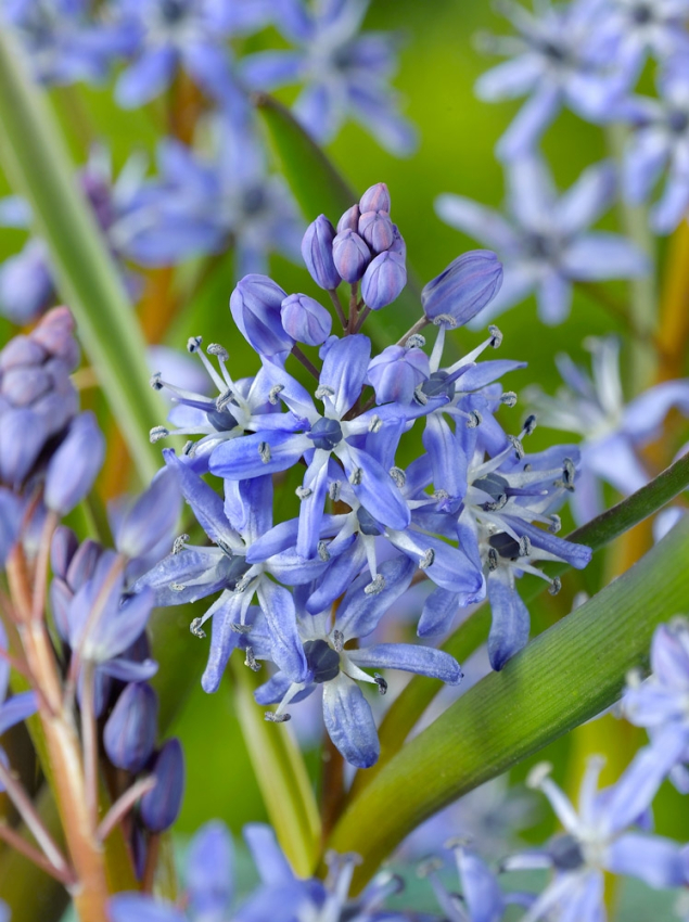 Scilla bifolia blue