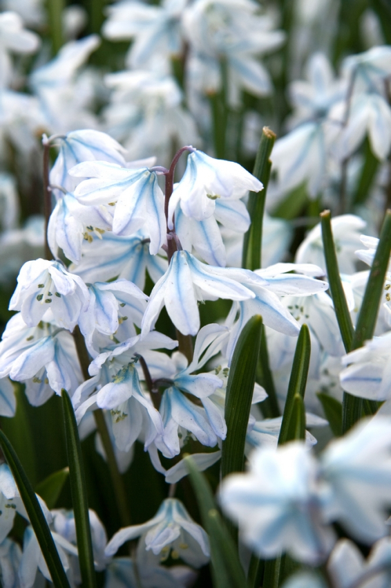 Scilla mischtschenkoa