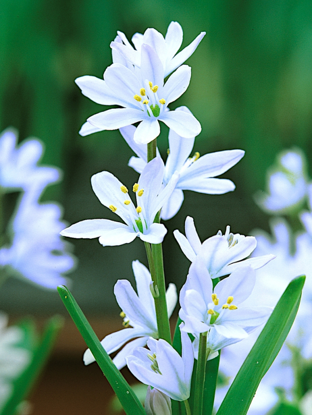 Scilla mischtschenkoa