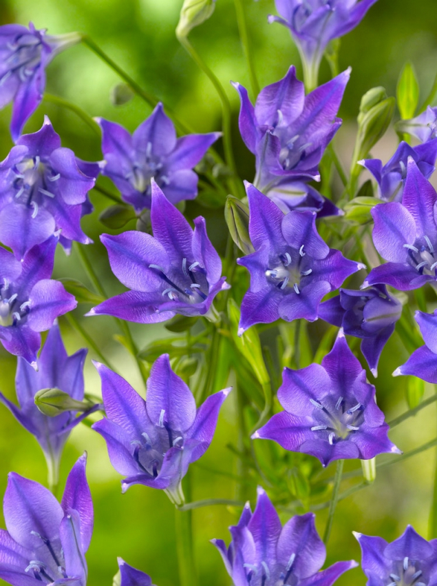 Triteleia corrina