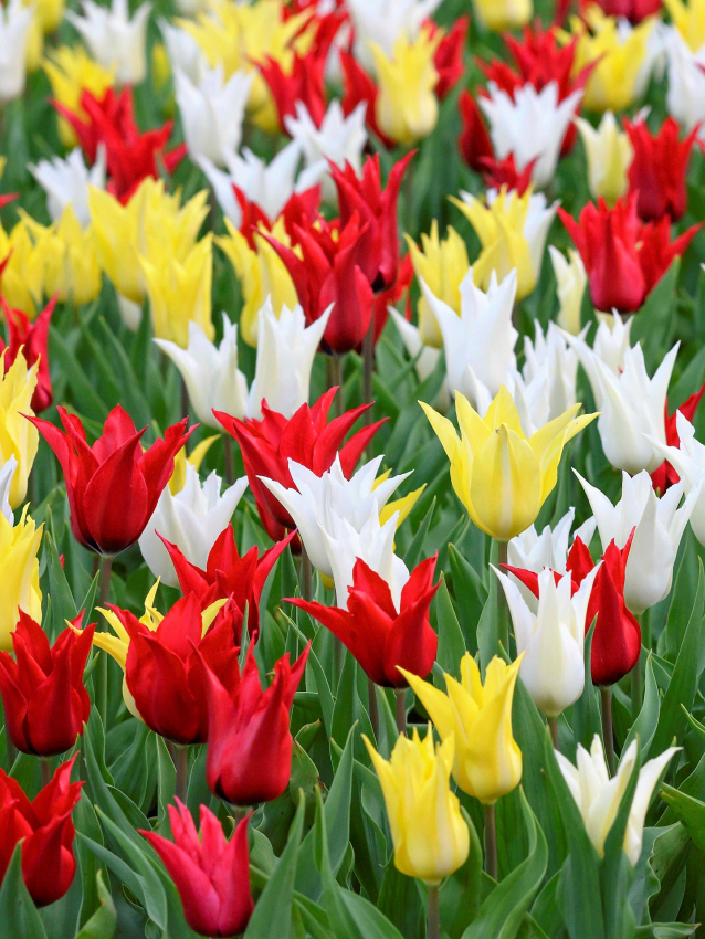 Tres chic festival mix