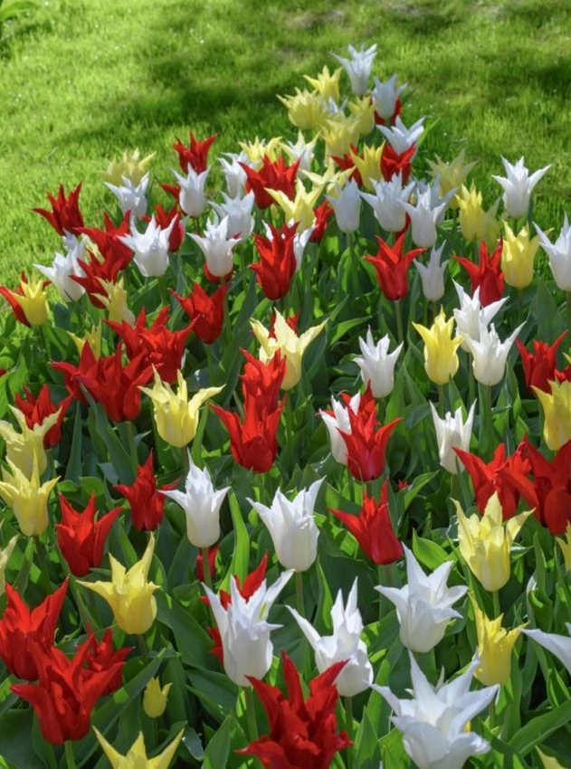 Tres chic festival mix