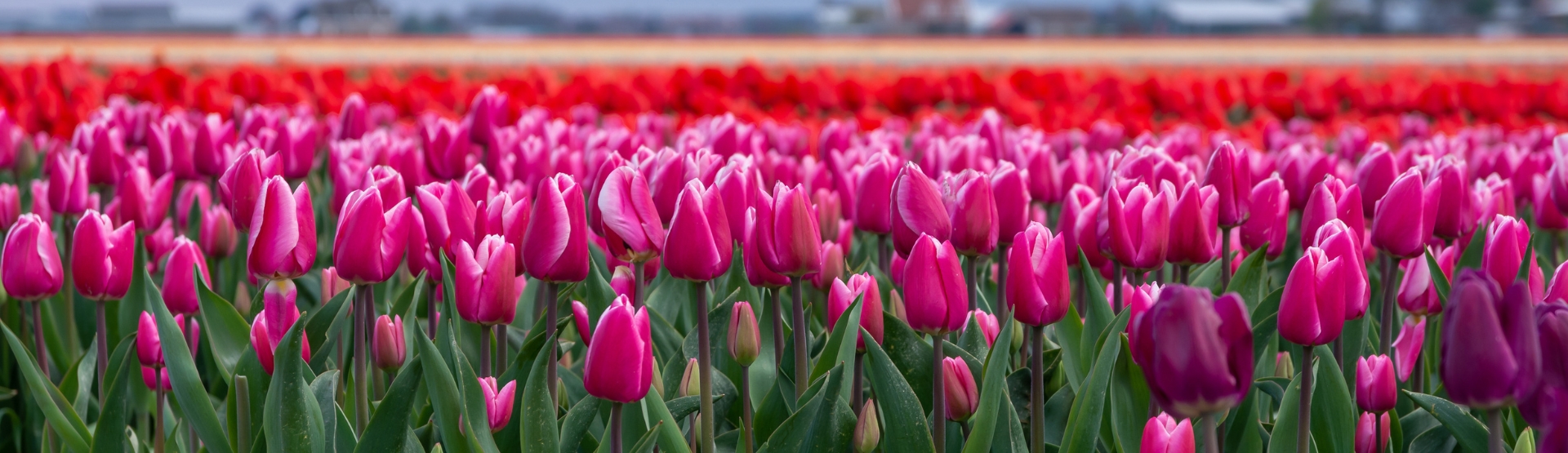 <h1>Hurtownia cebulek kwiatowych</h1>