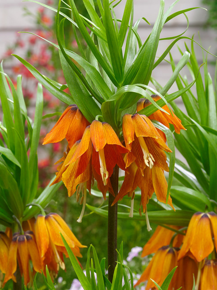 Fritillaria