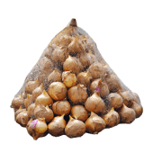 Wysokiej jakości cebulki kwiatowe