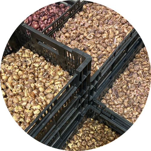 Stoc curent Stoc curent