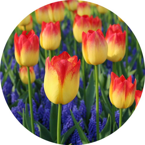 Pre-vânzare Pre-vânzare